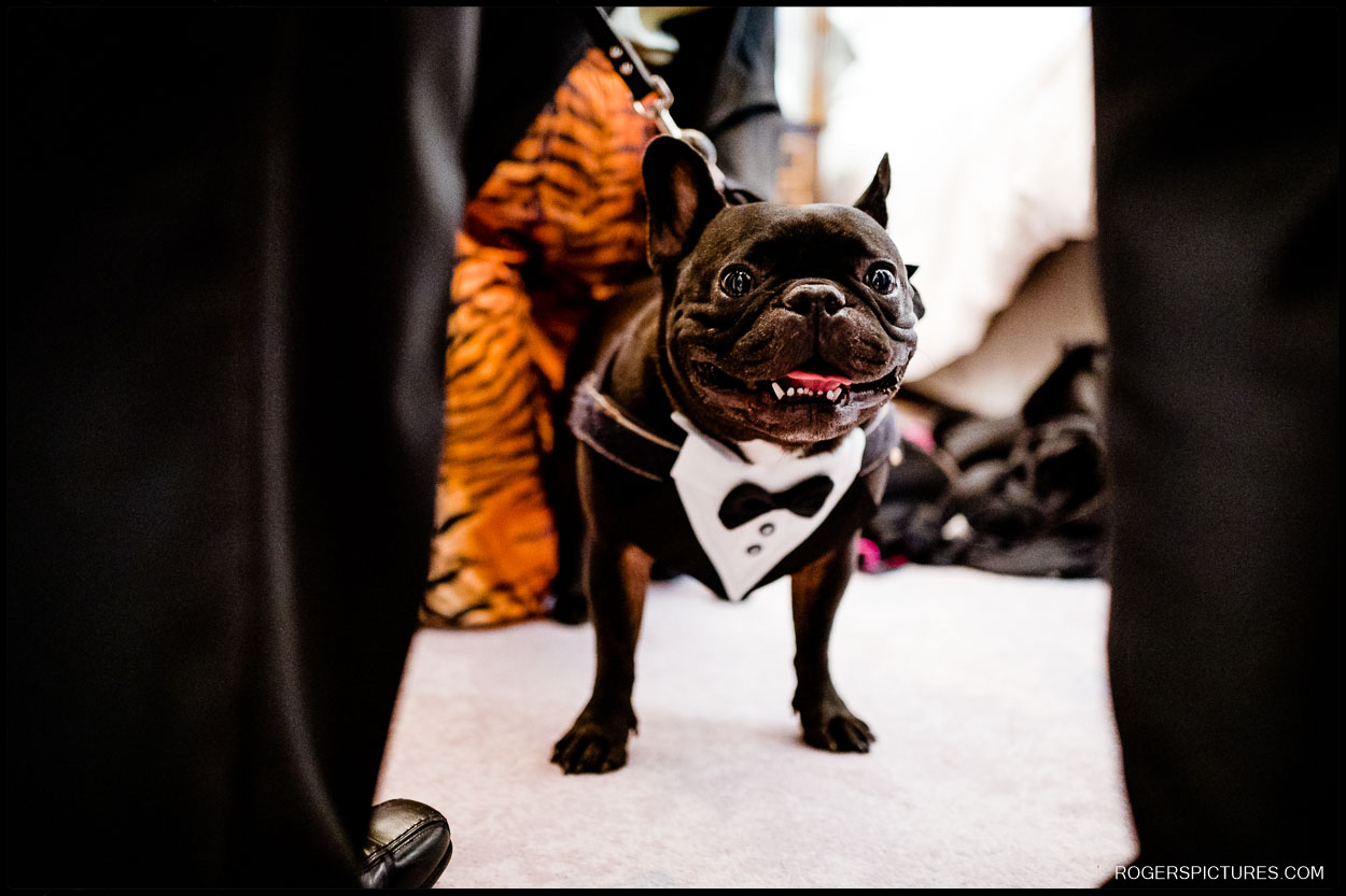 Wedding dog in a tuxedo